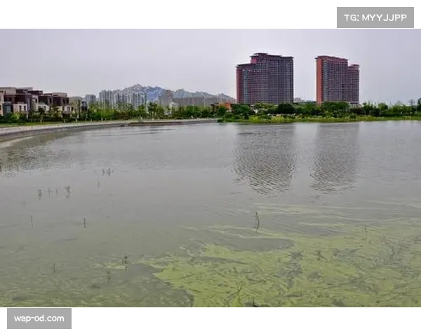 大连英博对青岛西海岸攻防数据，斯坦丘组织与防线协同效率